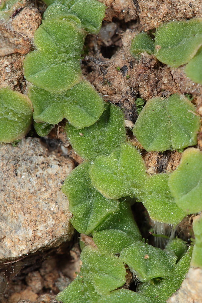 Riccia glauca L. ???